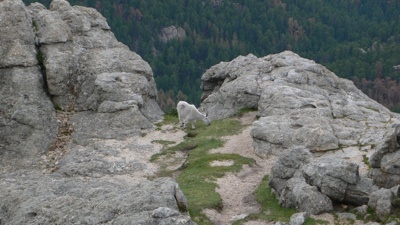 Mountain goat